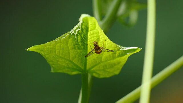 Fruit fly grooming under green lesf