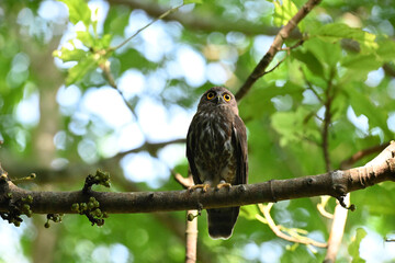 A striking, detailed of a Brown Hawk owl, Brown boobook perched on a dark, mossy branch, set against a beautifully soft, blurred background of lush green tropical foliage.