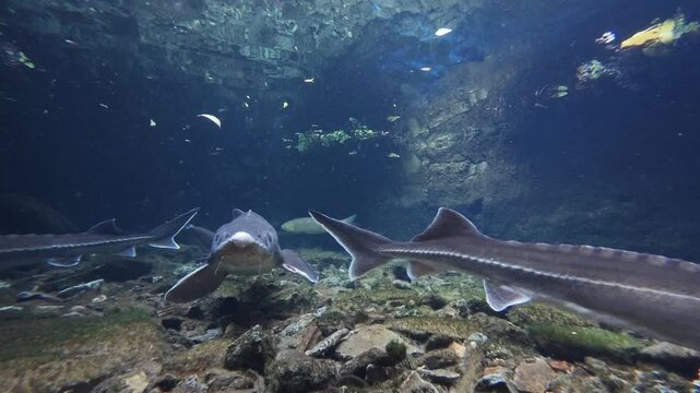 Underwater view of a river where a group of sturgeon swims over a rocky riverbed possibly filmed in a controlled habitat or fish farm environment