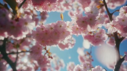 Delicate pink cherry blossoms bloom against a clear blue sky with gentle sunlight filtering through the petals creating a soft ethereal glow perfect for spring nature and beauty themes