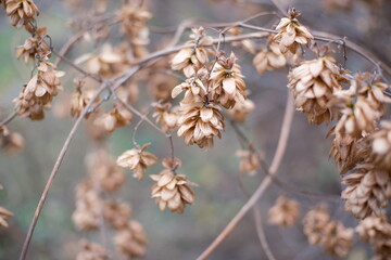 A collection of close-up autumn nature scenes featuring dried seed pods, wilted flowers, bare branches, and textured foliage. Soft natural tones and shallow depth of field create a calm,