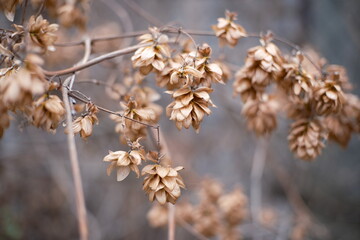A collection of close-up autumn nature scenes featuring dried seed pods, wilted flowers, bare branches, and textured foliage. Soft natural tones and shallow depth of field create a calm, 