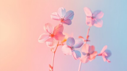 Obraz premium Close up of a vibrant flower on a pink and blue gradient background with soft focus