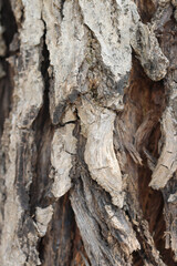 close-up detail of the texture of the brown, cracked-like bark
