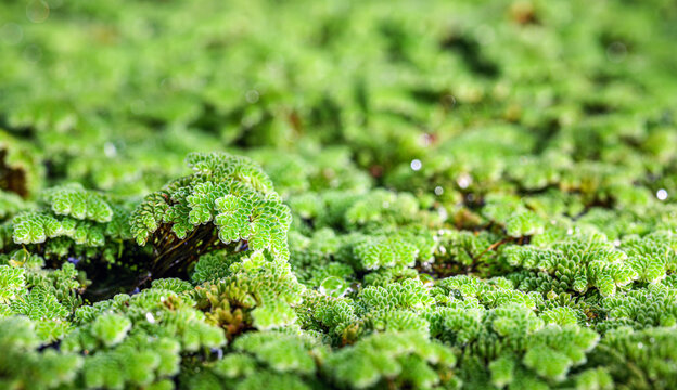Macro of Mosquito ferns, Azolla common called mosquito fern, water fern, and fairy moss is a genus of seven species of aquatic ferns in the family