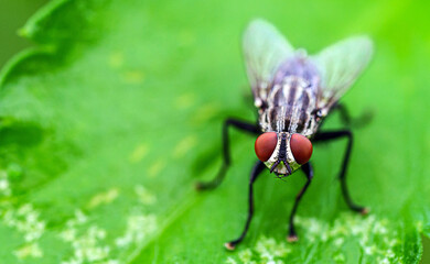 FLy with Red Eyes on Green Leaf, macro photography