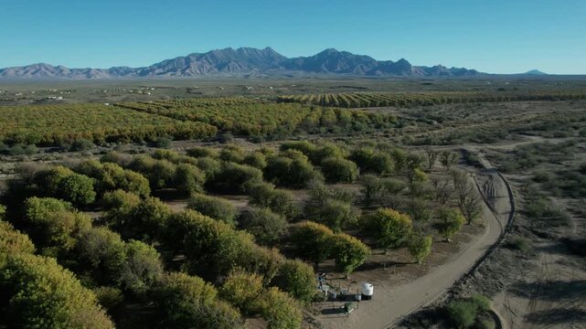 Aerial over pecan groves with scenic mountains