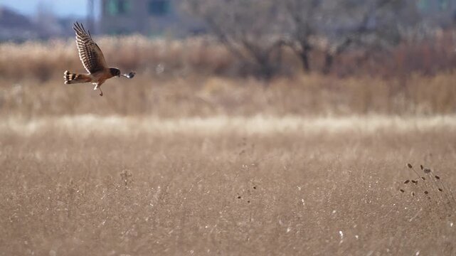 Northern Harrier hawk flying in slow motion while it hunts over grassy fields on a sunny day.