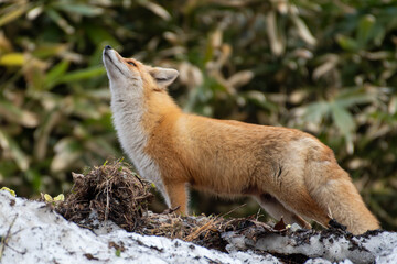 Red fox sniffing the air in a snowy spring forest
