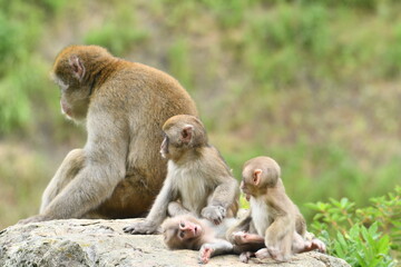 Japanese macaque mothers and infants in social interaction on a rocky ledge