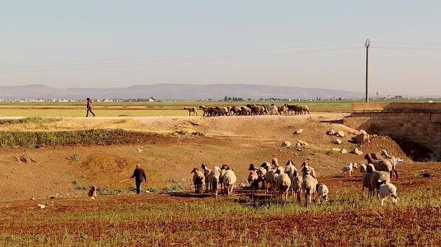 Shepherds guiding separate sheep flocks across a rural Middle Eastern landscape, trying to avoid mixing herds. Scene highlights traditional organic herding and is useful for agriculture or documentary