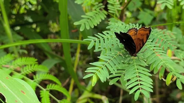 Junonia hedonia butterfly resting quietly on soft green compound leaves.