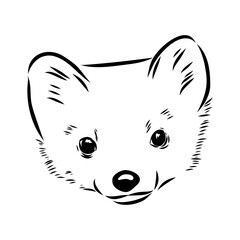 American marten, vector sketch
