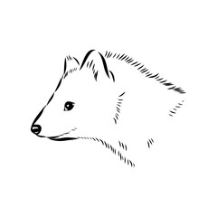Fototapeta premium American marten, vector sketch