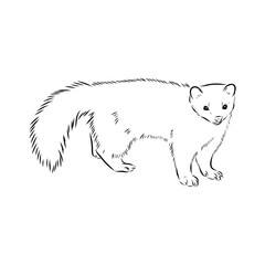 American marten, vector sketch