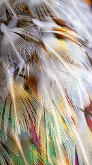 colored pheasant feathers with a visible texture. background