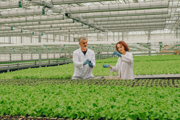 Inspecting Young Plants, Senior Agronomist Reviews Lettuce Seedling Trays Carefully, Greenhouse Managers Examine Young Vegetable Seedlings For Quality Control