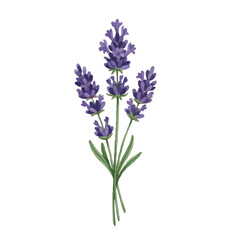 Naklejka premium Watercolor-style lavender illustration／ラベンダー
