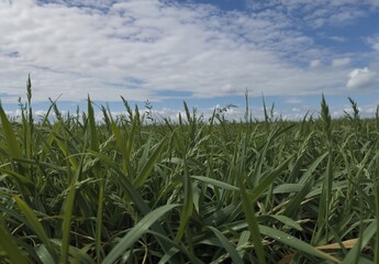 Fototapeta premium lush green grass field under a bright blue sky with scattered clouds on a sunny day.