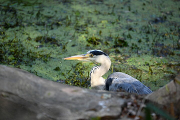 a great grey heron with yellow beak behind the rock near the pond in sunny day