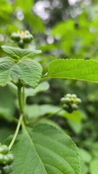 Green unripe mulberry fruit cluster growing on branch with fresh leaves