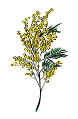 Yellow mimosa flower botanical branch illustration