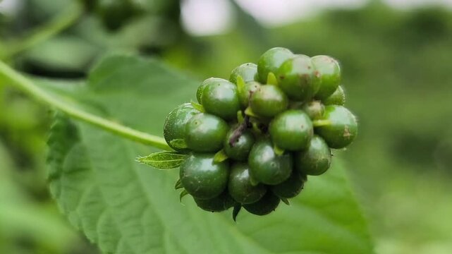 Green unripe mulberry fruit cluster growing on branch with fresh leaves