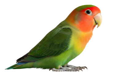Colorful rosy faced lovebird portrait isolated on transparent background