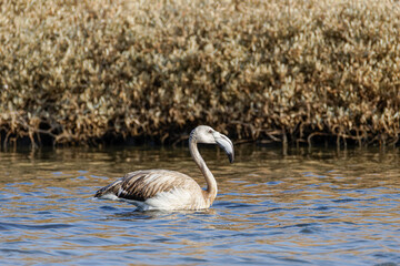 A juvenile flamingo wading in shallow water with dry reeds in the background.