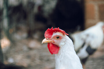 Close up of a chicken