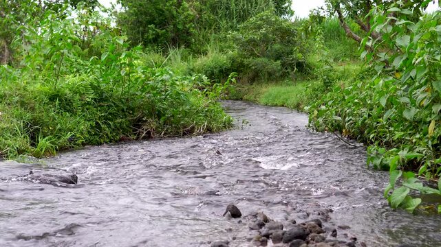 A small, clear stream flows through lush, green jungle vegetation. Dragonflies dance and flit over the water's surface in this serene natural landscape.