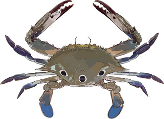 crab on white background