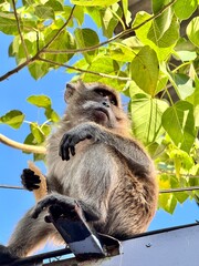 A monkey sits on a fence against a background of blue sky and a tree
