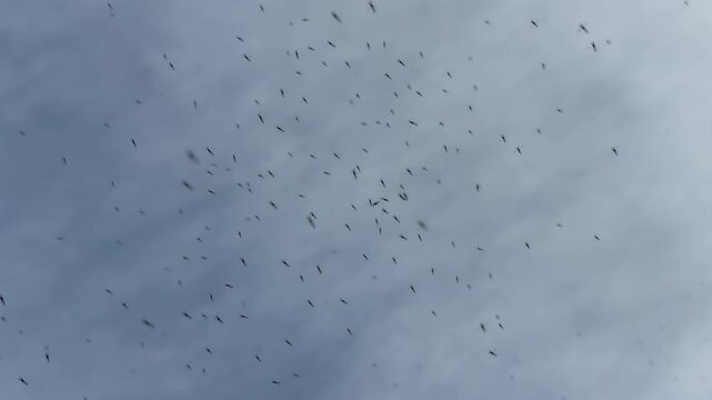 Small gnats mosquitoes flying in swarm in blue sky insects background slow motion close up 120fps UK 4K