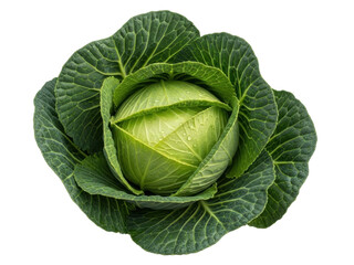Obraz premium Isolated head of fresh green cabbage, leafy vegetable, delicious raw salad ingredient