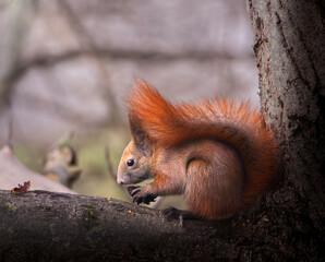 Squirrel and half of nut