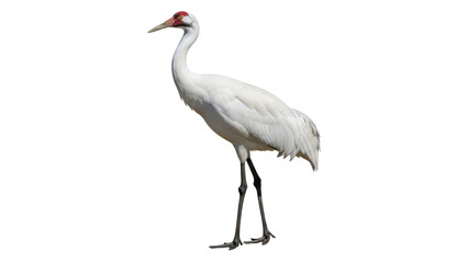 Isolated Whooping Crane standing tall with elegant posture on its long, spindly legs