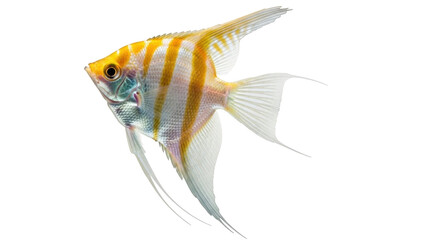 Isolated Beautiful freshwater angelfish with gold stripes, flowing fins and tail