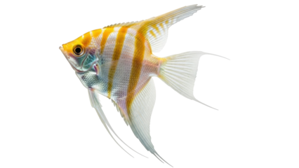 Isolated Beautiful freshwater angelfish with gold stripes, flowing fins and tail