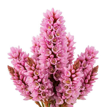 Fleeceflower (Persicaria), dense pink spikes, botanical close-up