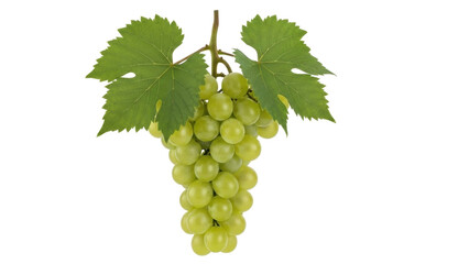 Fototapeta premium Isolated, a tasty cluster of fresh green grapes with stems and leaves, fruit source of wine