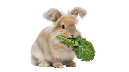 Isolated Lionhead rabbit eating fresh green kale leaf, cute pet animal nutrition concept