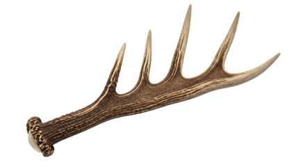 Isolated Antler of Deer, Stag or Elk with Four Points for Decoration and Nature Craft