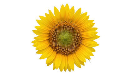 Fototapeta premium Isolated sunflower bloom, blossom, beautiful yellow flower with green center, vibrant color