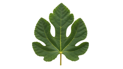 Isolated fig leaf close-up showcasing rich green color and unique shape for design elements