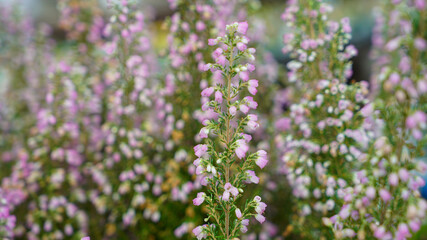 pink erica flowers on the garden