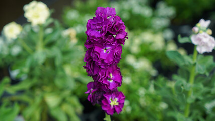 Purple Matthiola incana Stock Flowers in a Garden