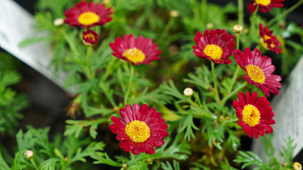 Red Marguerite Daisy Flowers in a Flower Bed
