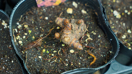Taro Roots Planted in a Flower Pot