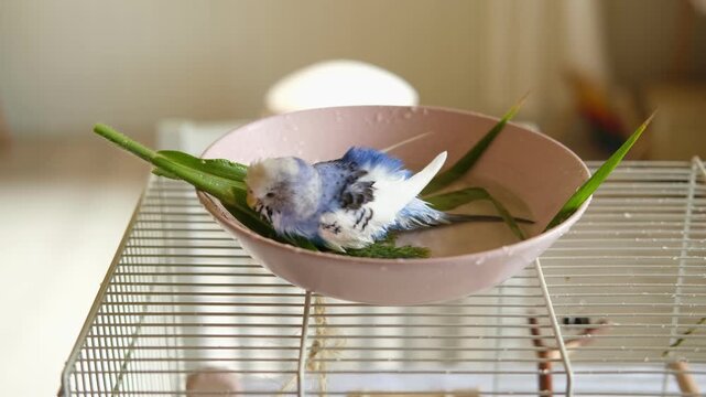 Parrot is bathing in a bowl of water next to the cage. Budgie splashing. Domestic animals healthy lifestyle. Pets care. Budgerigar bird funny video. Parakeet with wet feathers after swimming. 4K